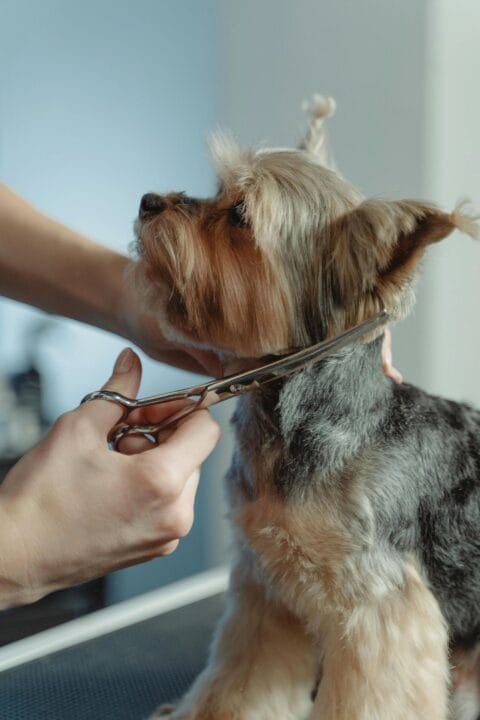 puppy getting his fur cut