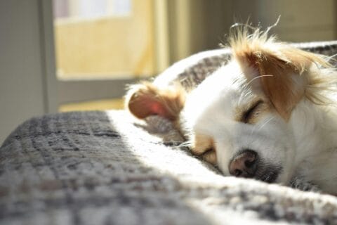 Cute puppy sleeping