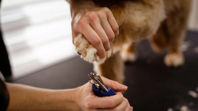 dog getting his nails clipped