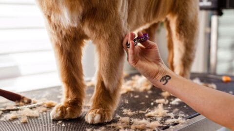 dog getting trimmed
